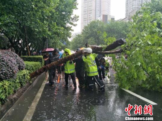 大雨大风令南京不少城市行道树倾覆。　城管供图　摄